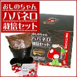 おしのちゃんハバネロ栽培セット